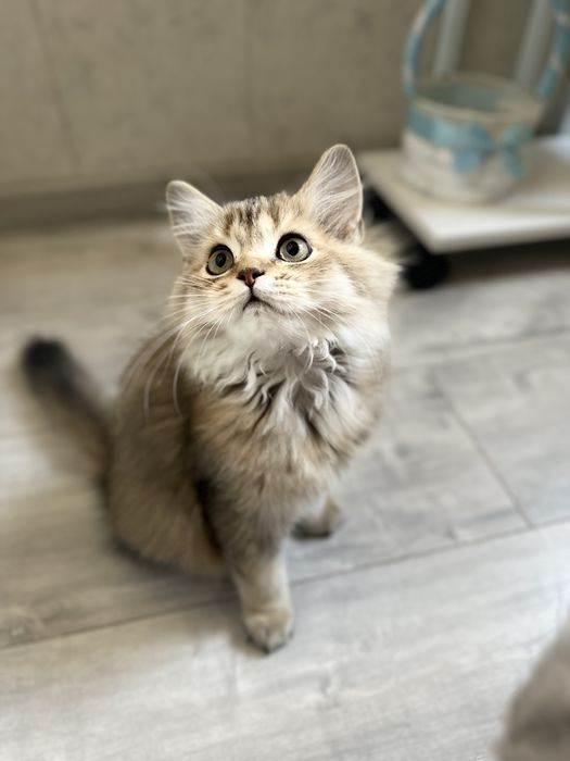 Котенок шиншилла девочка, срочно