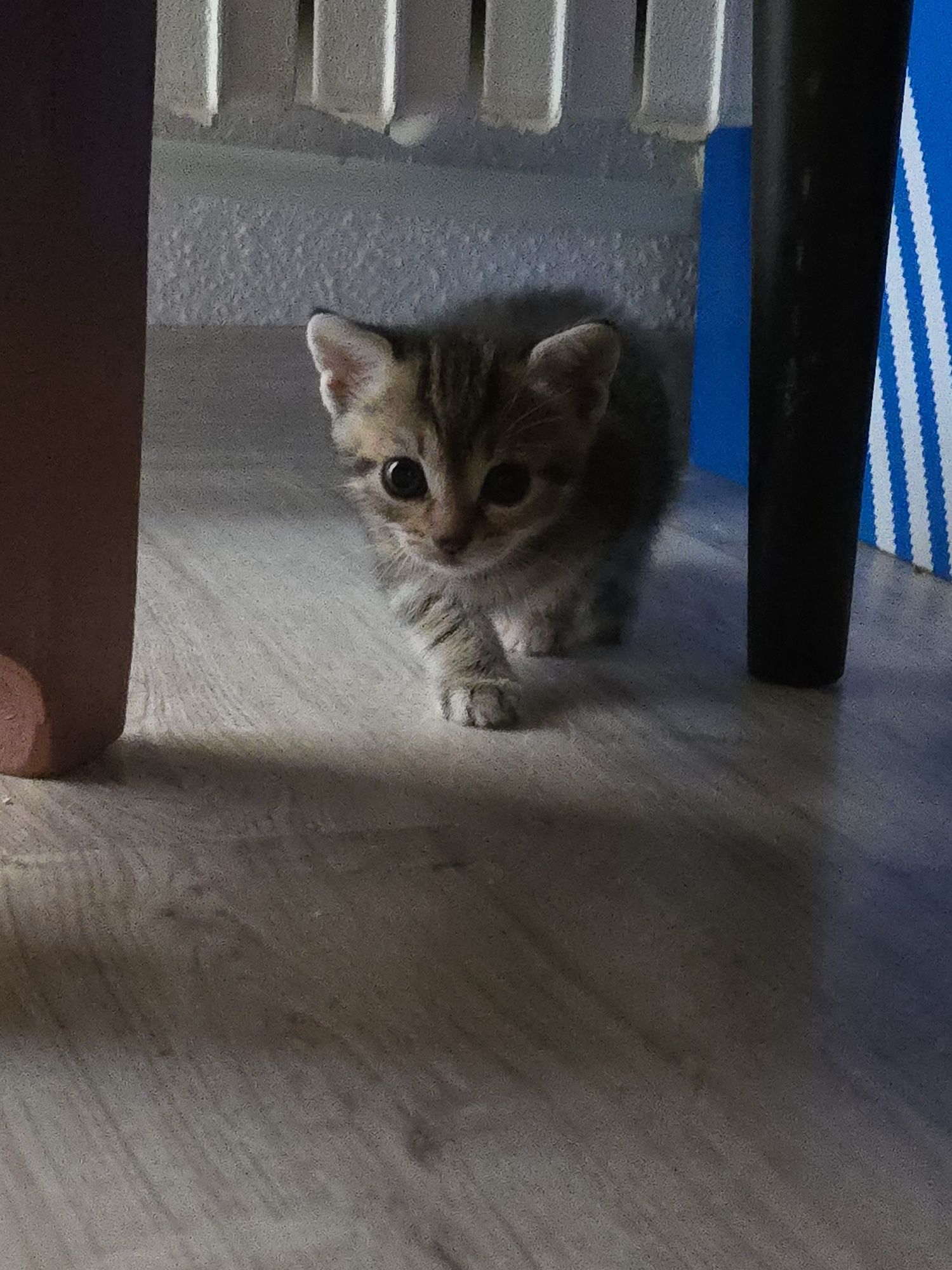 5 pui de pisica pentru adopție