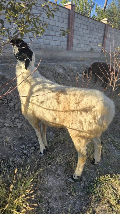 Кучкор кора кулок