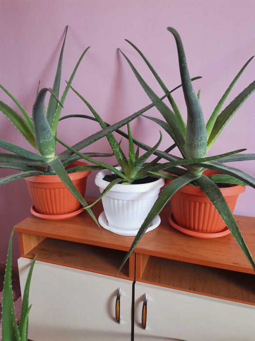 Алое вера лечебно