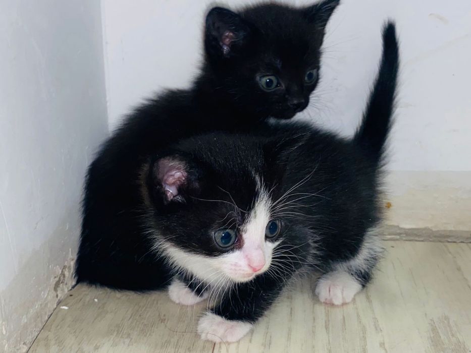 три котенка в добрые руки