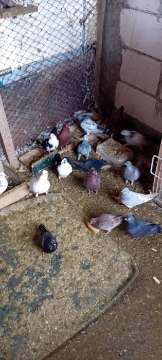 Vând Porumbei voiajori