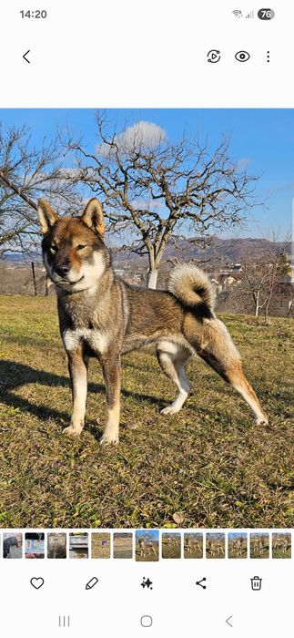 Mascul rasa japoneza