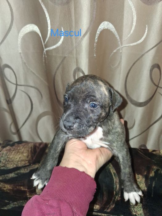 Vand pui Amstaff