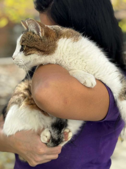 Мъжко коте търси дом