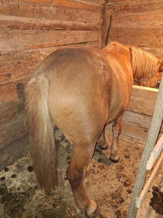 Vând sau schimb mânz armăsar de un an și 4 luni cuminte