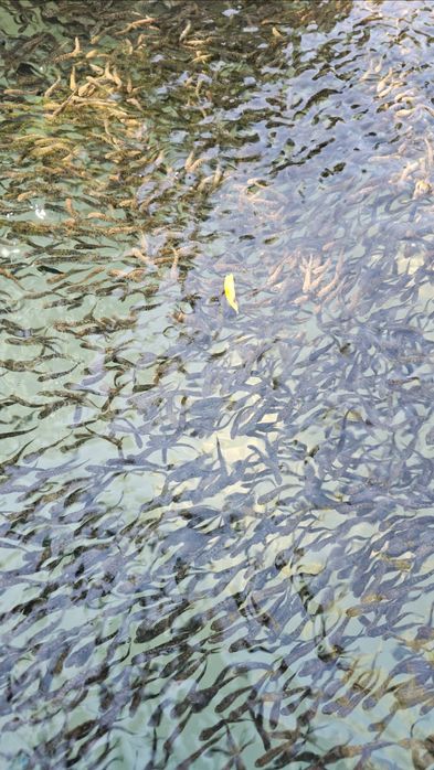 Vand puiet păstrăv fântânel