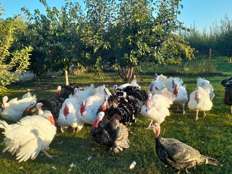 Curcani de vânzare