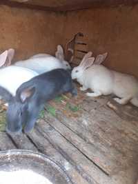 Кролики годовалые