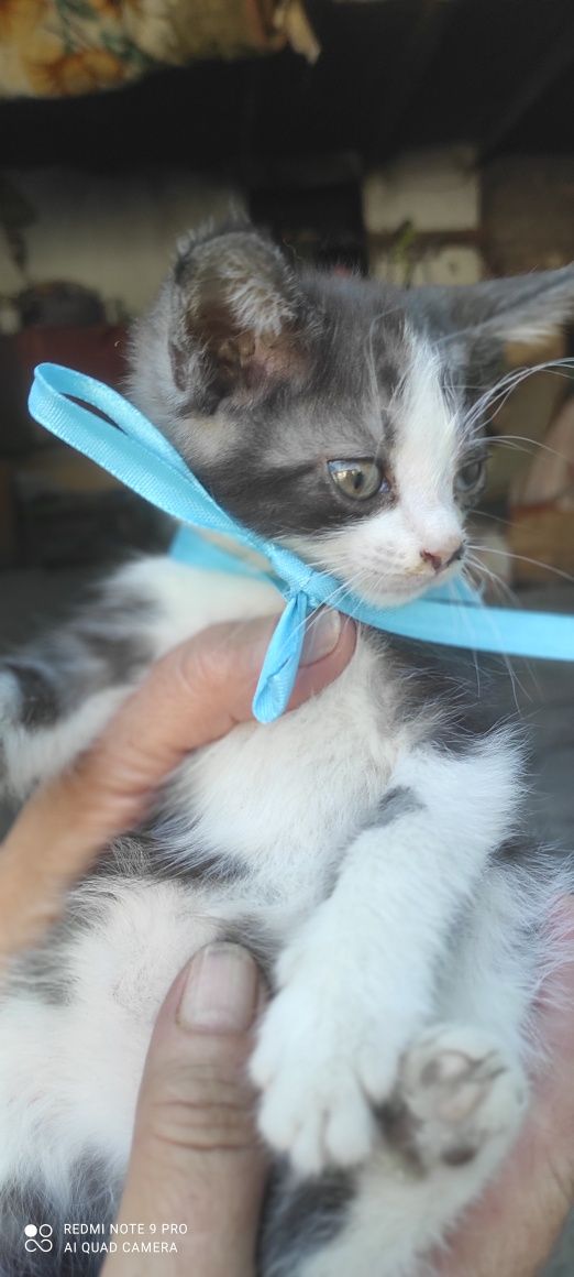 Котята бесплатно