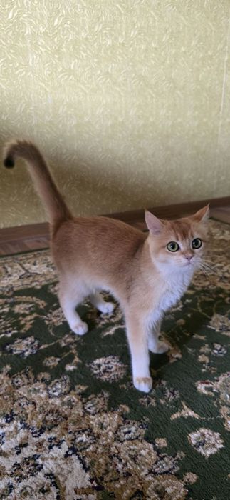 Кошка пародистий