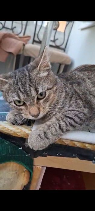 Pisica pentru adoptie.