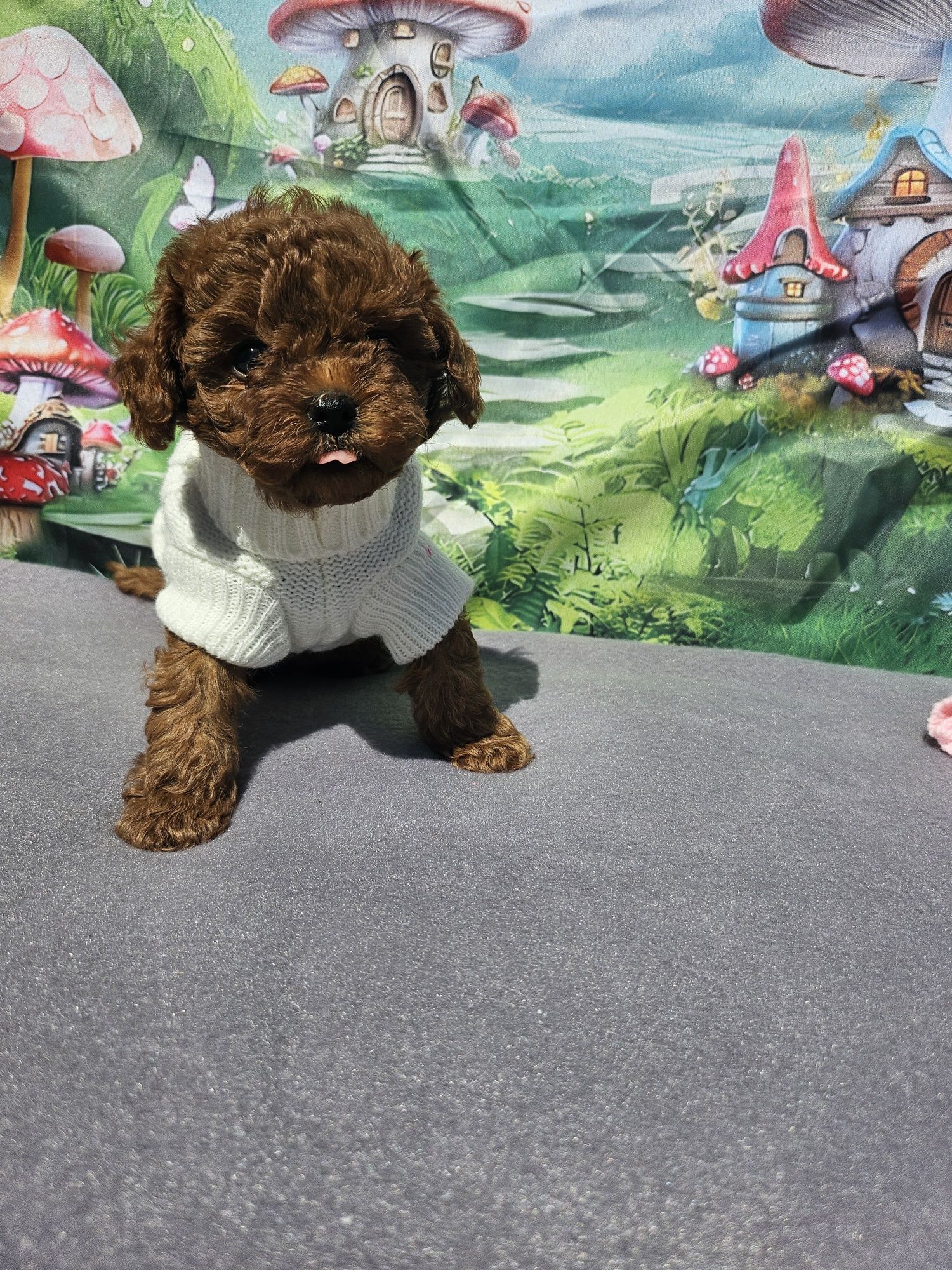 Резервирано!пудел момиче/Toy poodle/ с документ за произход