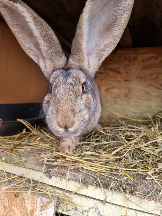 Iepuroaică UG și Iepuroi UG