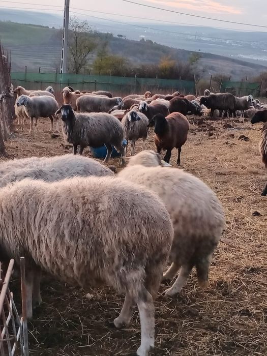 Vand oi caracul 290de bucati