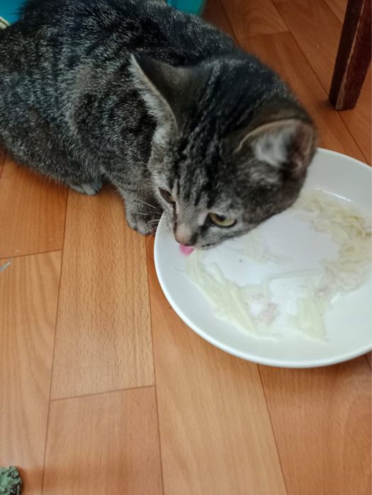 Котенок/ девочка