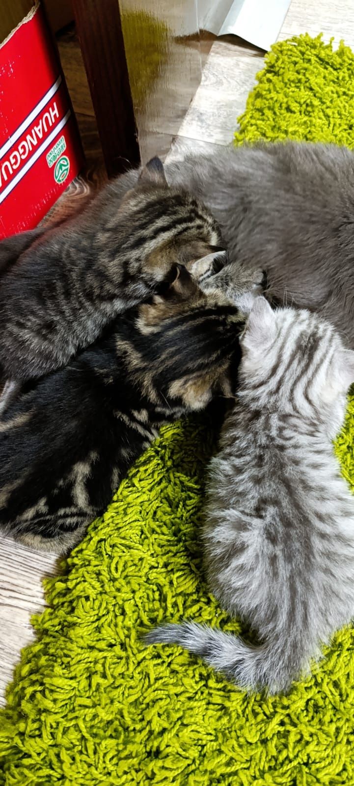 Готовы к продаже котята