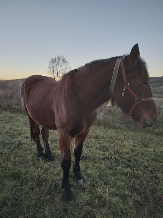 Vând manza de 2 ani jumate