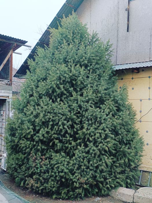 Ёлочка 5-6 метров.