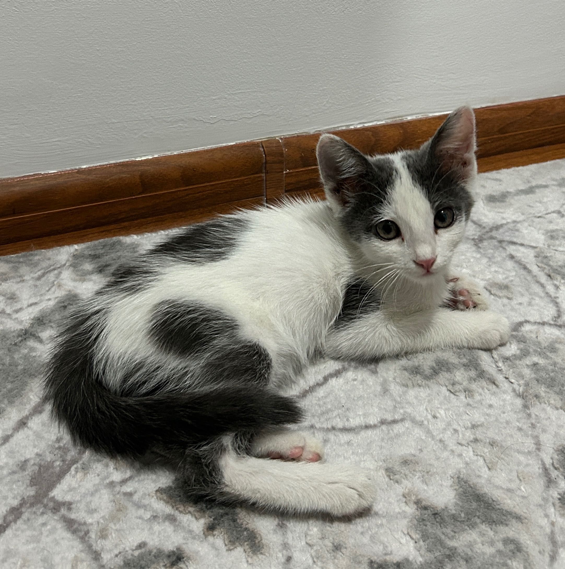 2.5 месячный котенок