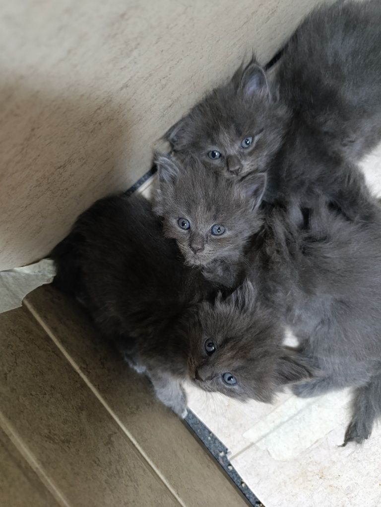 Котята мальчики серые