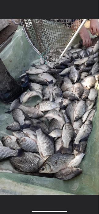 Puiet pește, puiet crap