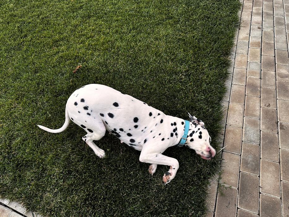 Caine dalmatian adoptie