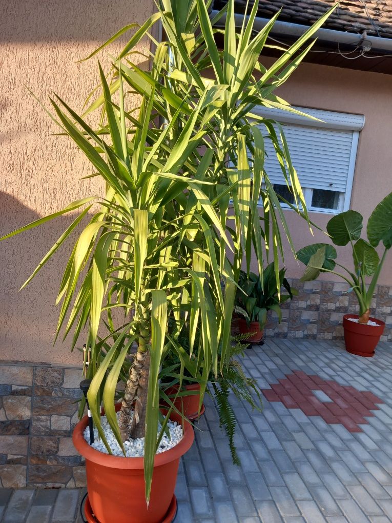 Yucca, planta interior