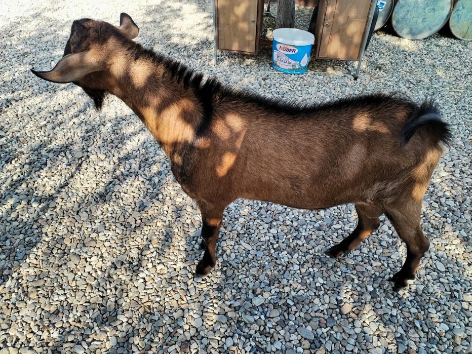 Vând tap de 1,6 ani rasa anglonubian