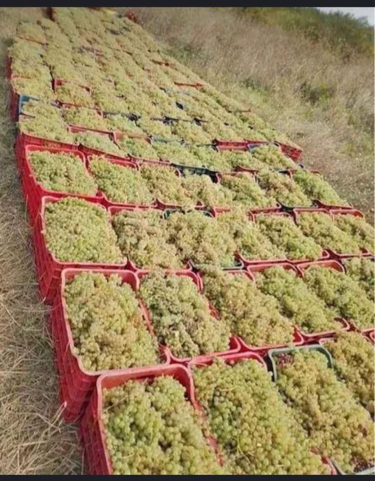 Vand struguri de vin