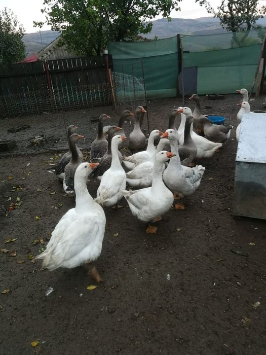 Gäste românești de tara