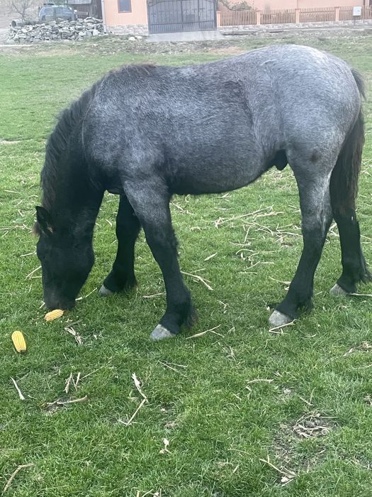 Vand manz din cai buni .