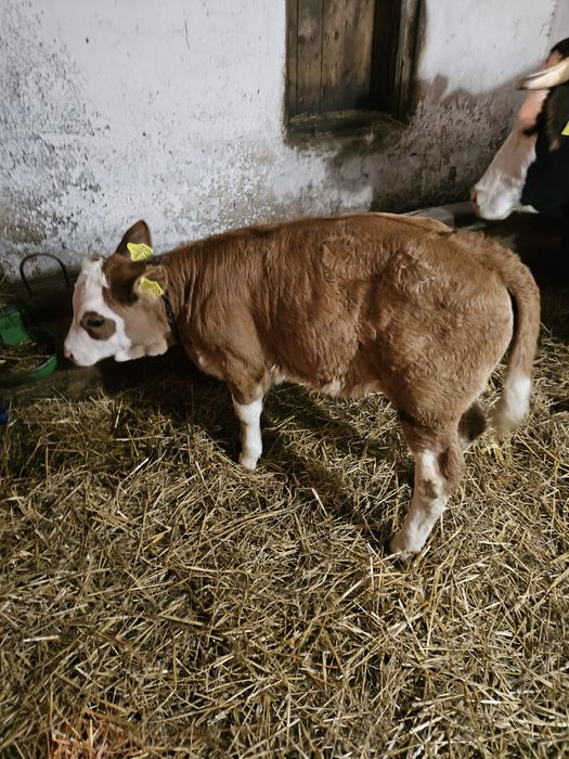 Vindem vitea  de 6 saptamni