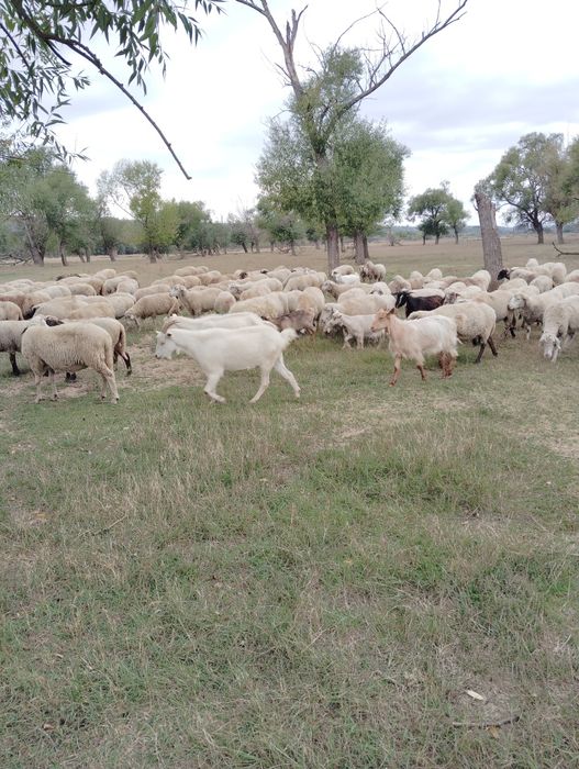 Vând 170 de oi și 50 de capre.