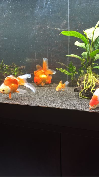 Acvariu 350 L juwel rio cu stand complet si carasi oranda/ranchu