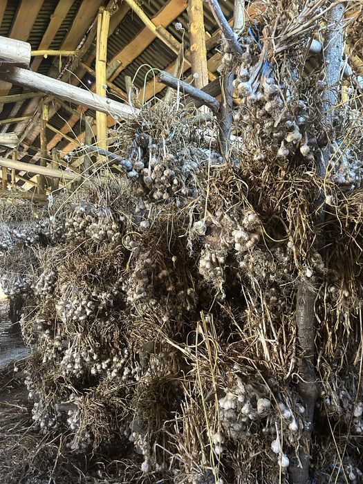 Usturoi românesc de grădină – natural, fără tratamente