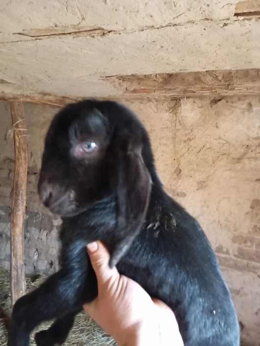 Tapișor de vânzare din tata cu pedigree și mama F3 3 l la mulsoare.