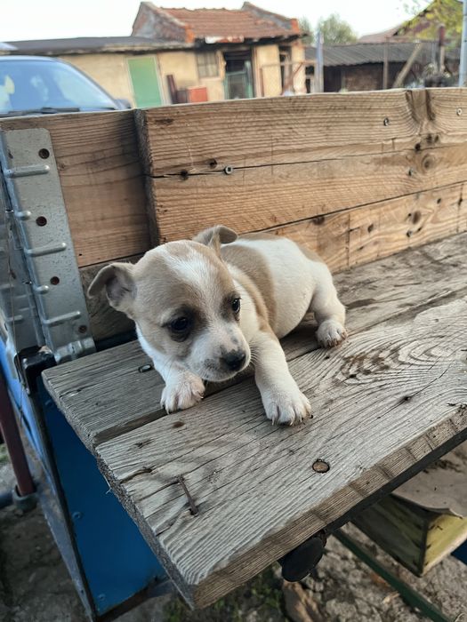 Джак ръсел териер