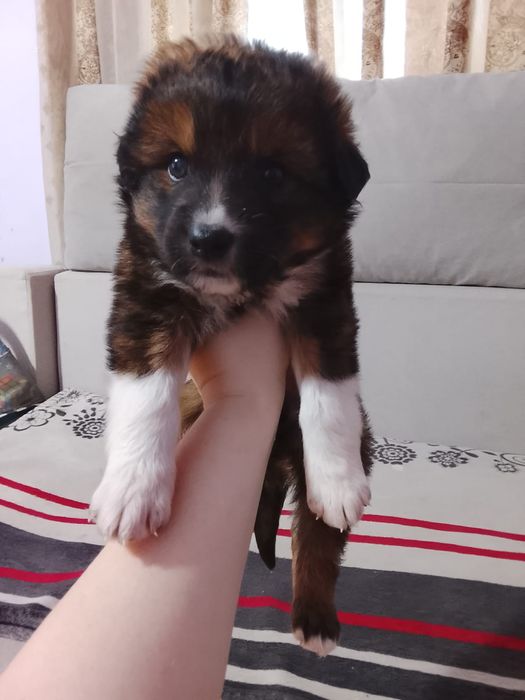 Щенки-мальчики (дворняги)