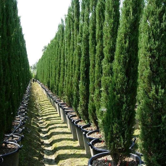 Sifatli Marjivenik archasi bor