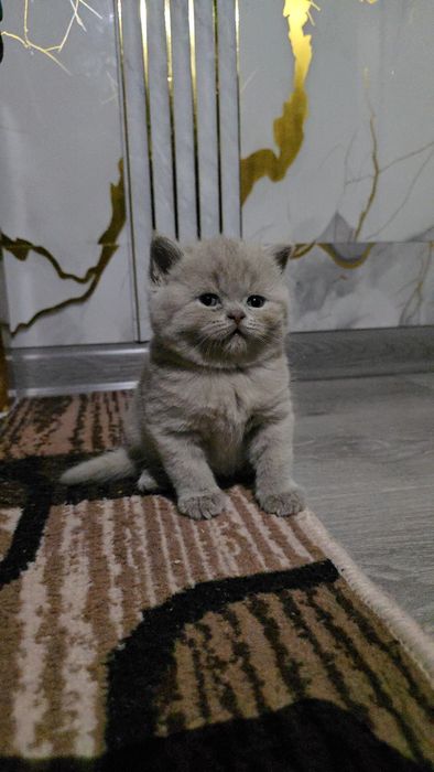 Британские девичка и мальчик тоза парода