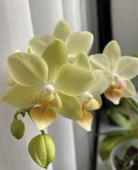 Орхидея орхидеи сорт Амадеус