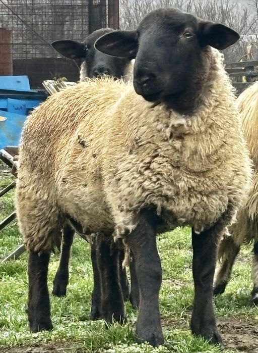 Vand berbec si noatina sulffok