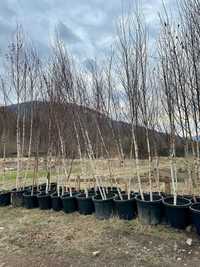 Plante Ornamentale de orice specie