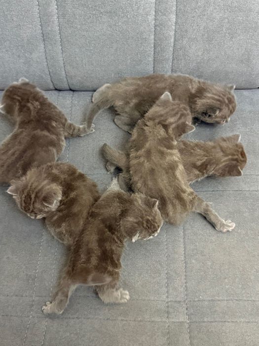 Котята (Шотландские вислоухие)