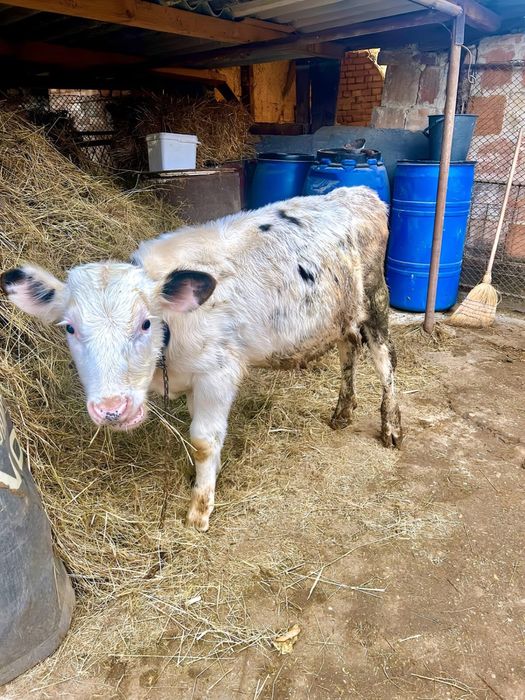 Продавам 2 броя Мъжки Телета