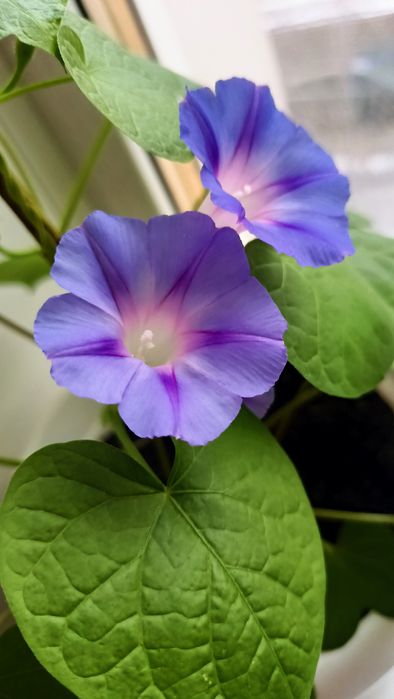 Ипомея Трехцветная - Ipomoea Tricolor