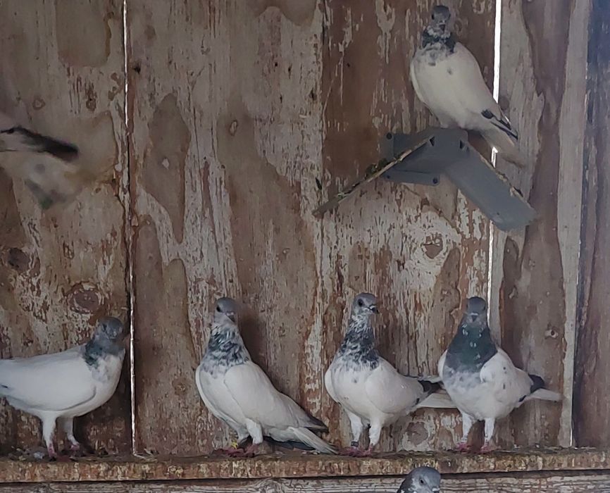 Vand porumbei zburatori de budapesta