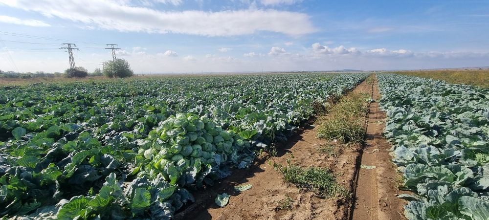 Продавам зеле Кьосе