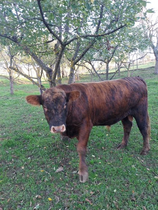 Продавам мъжки телета, Абардин - ангус около 500 - 600 кг.